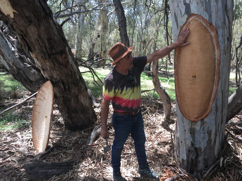  Wamba Wamba Cultural Custodian Uncle Ron Murray showing program participants the ancient practice of making shields and canoes from bark removed from red gum trees 